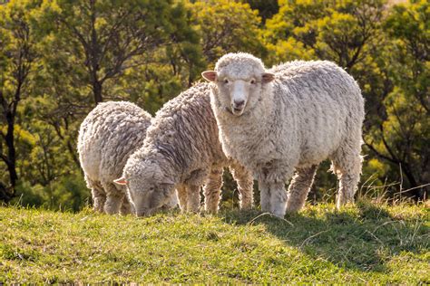 Cria O De Ovelhas Descubra As Principais Ra As E Como Criar Guia