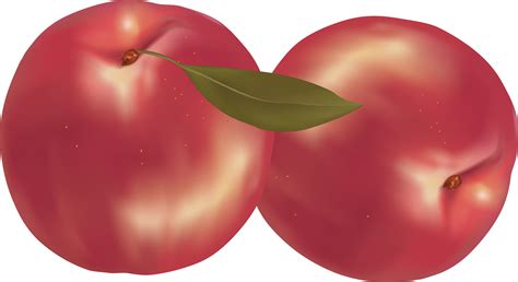 Peach Png Image Purepng Free Transparent Cc Png Image Library