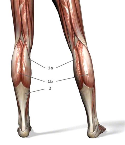 Gastrocnemius M Zweik Pfiger Wadenmuskel Yuveo Klinik