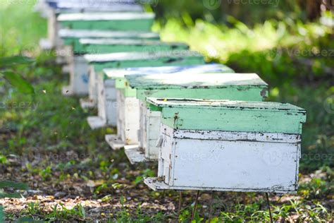 Bee apiary bee hive for harvesting honey, Beekeeper beehive with bees ...