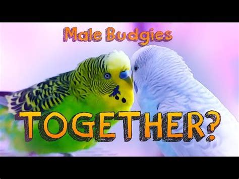 Will Male Budgies Fight Understanding Budgie Behavior