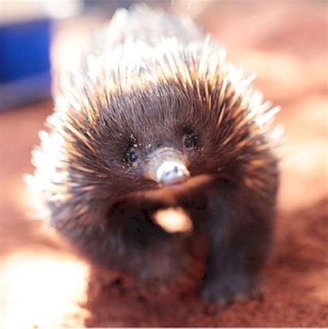 ECHIDNA | Australia animals, Echidna, Animals