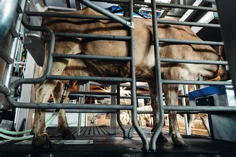 Jaar Ervaring In Melken Voor Koe Melk En Melker Veehouderij