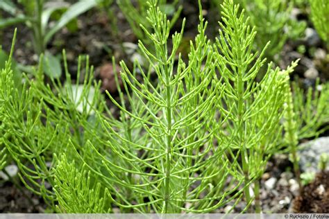 Ackerschachtelhalmjauche Herstellen Anleitung Anwendung