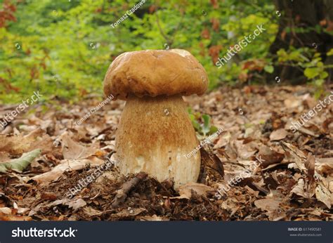 Boletus Reticulatus Formerly Known Boletus Aestivalis Stock Photo