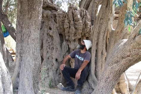 تعرف على حارس أقدم شجرة زيتون في فلسطين عربي و دولي وكالة عمان جو