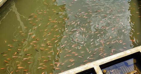 Estanques De Oreochromis Niloticus O Tilapia Llenos De Peces De Tamaño Mediano Preparacion