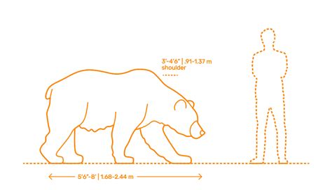 Size Of Bears Chart 11 Types Of Bears From Around The World