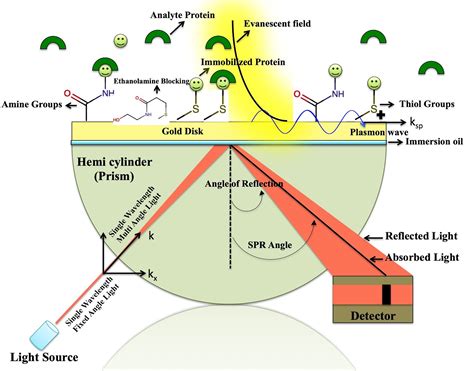 Surface Plasmon Resonance Analysis Of The Protein Protein Binding Specificity Using Autolab