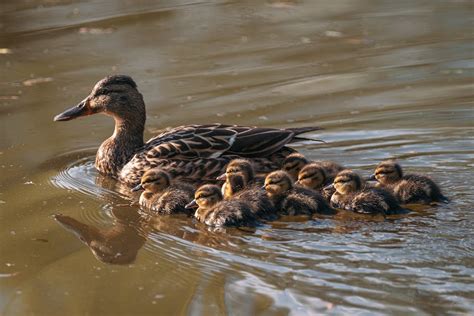 Female Mallard with Ducklings Swimming in a Lake · Free Stock Photo