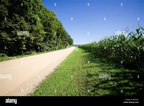 Corn Field And Dirt Road Iowa Usa Stock Photo Alamy