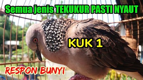 Pancingan Suara Tekukur Kuk Cepet Respon Bunyi Youtube