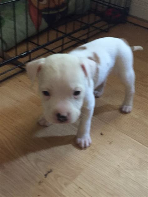 American Pit Bull Terrier Puppies For Sale St Louis MO 277605