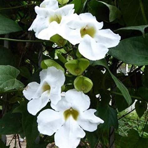 White Trumpet Vine