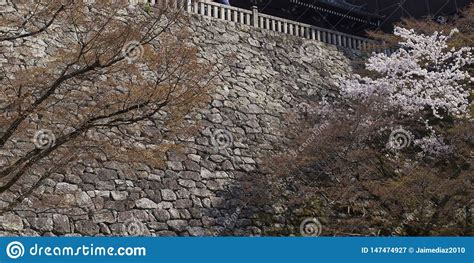 Rboles De La Pared De Piedra Y De La Flor De Cerezo Del Fondo En El