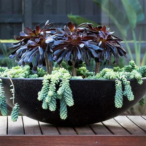 5 Easy To Grow Succulents That Make Great Houseplants Culturemap Houston