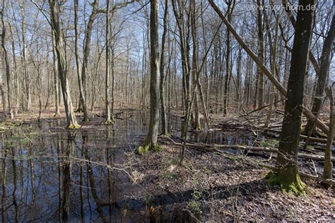 Wald Naturfotografie Axel Horn