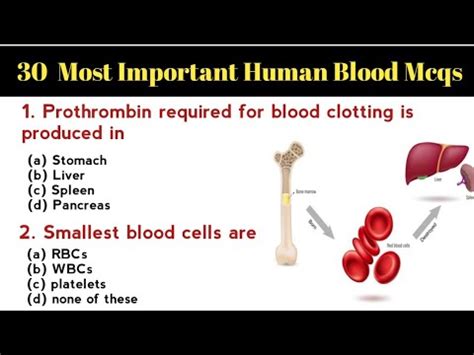 Most Important Blood Mcqs Blood Physiology Blood Circulatory