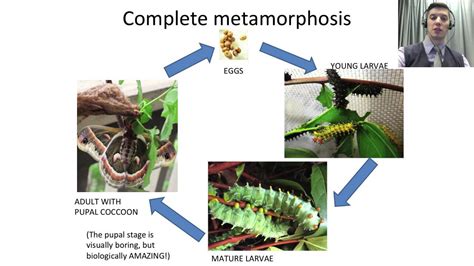 Forensic Entomology With Chris Shreve Youtube