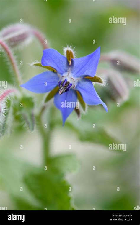 Close Up Detail Of Star Shaped Blue Borage Flowers Borago Officinalis