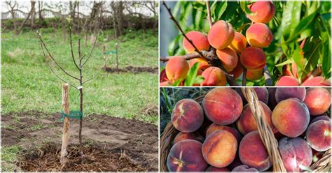 Peaches Tree