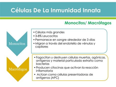 Rganos Linfoides Y C Lulas Del Sistema Inmunitario Ppt