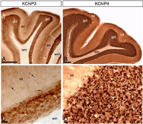 Figure 1 From Cellular And Subcellular Localisation Of Kv4 Associated