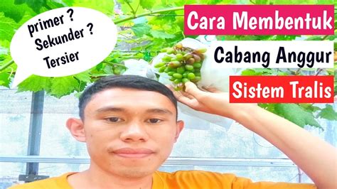 Cara Membentuk Pola Percabangan Pohon Anggur Sistem Tralis Youtube