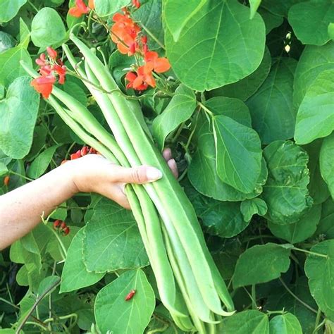 Kidney Bean Plant