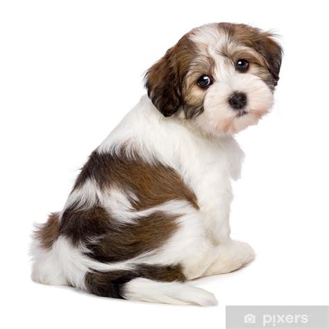 Poster Cute Havanese Puppy Is Sitting And Photographed From Behind