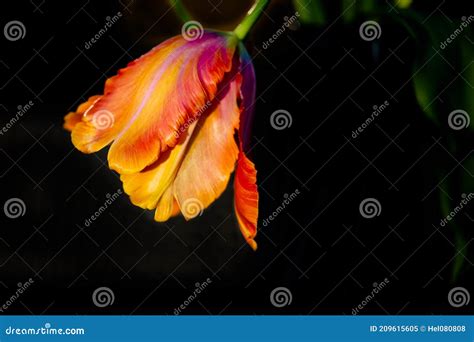 French Tulip Flower Beautiful Orange And Yellow Tulip Against Black