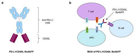 Ijms Free Full Text Simultaneous Inhibition Of Pd And Stimulation