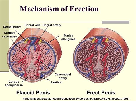 This Nervous System Stimulates Ejaculation In The Male Boomerangstory