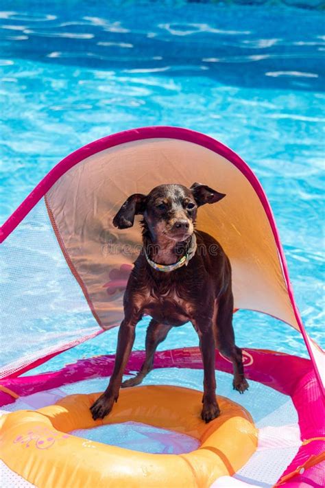 Perro En El Flotador De La Piscina Fotos Libres De Derechos Y