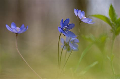 Im Wald Foto & Bild | pflanzen, pilze & flechten, blüten ...