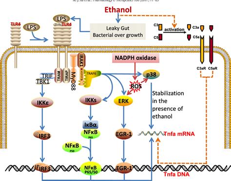 Figure From Targeting Inflammation For The Treatment Of Alcoholic