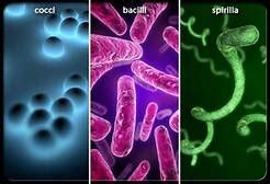 1 Shape Size Arrangement Of Bacterial Cells Bacterial Cell