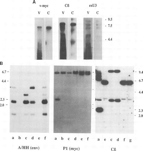 A Northern Blot Hybridization Analysis Of Rna Encapsidated By