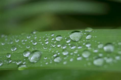 Fotos Gratis Naturaleza C Sped Soltar Roc O Fotograf A Lluvia