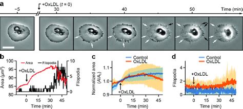 OxLDL induces formation of filopodia and retraction of lamellipodia ...