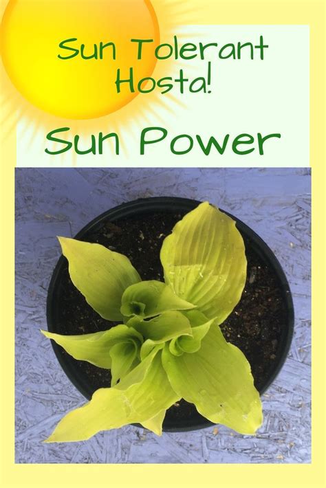 Sun Power Hosta Is Sun Tolerant And One Of The Best Hostas To Plant In