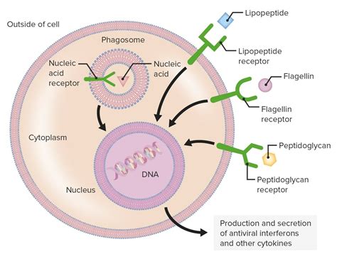 Angeborenes Immunsystem Barrieren Und Humorale Mechanismen E