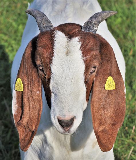 Boer Goat Farming In Nigeria