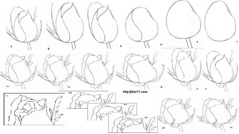 تعلم رسم الورد الجوريخطوات الرسم بالقلم الرصاصطريقة رسم الورد