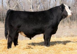 Pin on Simmental bulls