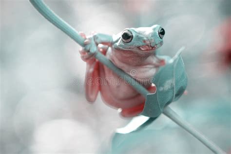 326 Baby Tree Tree Frogs Photos - Free & Royalty-Free Stock Photos from ...