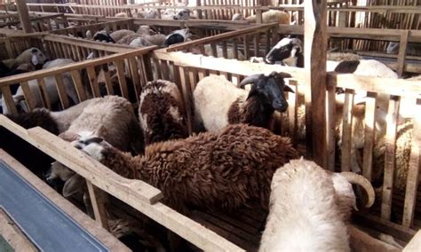 Panduan Lengkap Cara Ternak Kambing Untuk Pemula