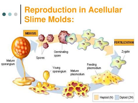 Reproduction Of Slime Molds