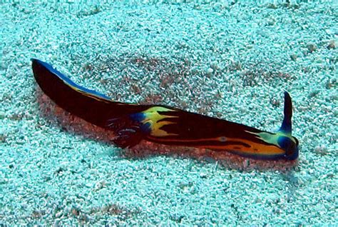 Neonsternschnecke Rotmeer Nembrotha Foto And Bild Tiere Wildlife