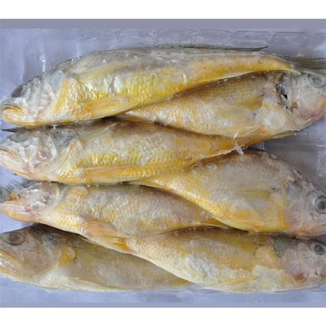 Bqf Whole Round Fish Frozen Fresh Yellow Croaker 500g 1000g Wrchina